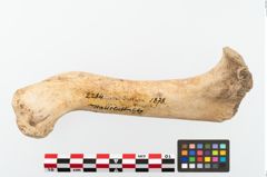 Foto von Tierknochen (NHMW-PRAE-002284)